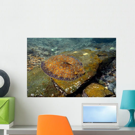 Flounder Bothus Lunatus Brazil Wall Decal