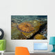 Flounder Bothus Lunatus Brazil Wall Decal
