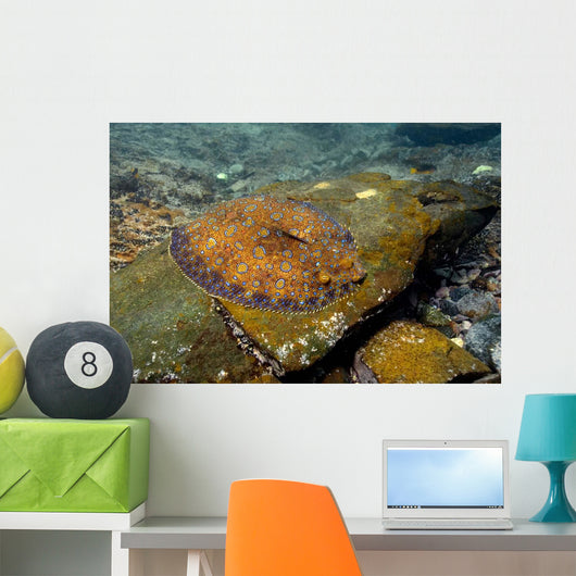 Flounder Bothus Lunatus Brazil Wall Decal
