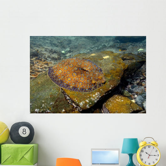 Flounder Bothus Lunatus Brazil Wall Decal