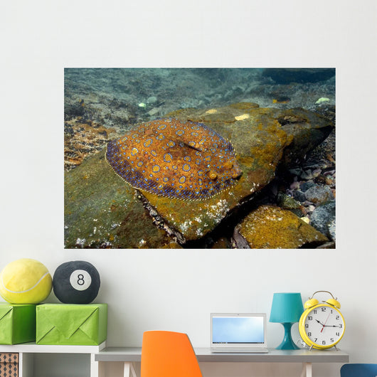 Flounder Bothus Lunatus Brazil Wall Decal