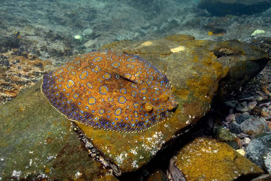 Flounder Bothus Lunatus Brazil Wall Decal