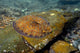 Flounder Bothus Lunatus Brazil Wall Decal