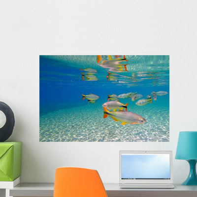 Characin Fish Brazil Wall Decal Design 6 shown on a wall