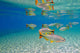 Characin Fish Brazil Wall Decal Design 6