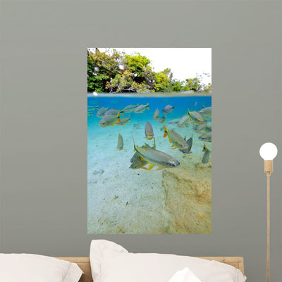Characin Fish Brazil Wall Decal Design 5 shown on a wall