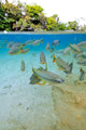 Characin Fish Brazil Wall Decal Design 5