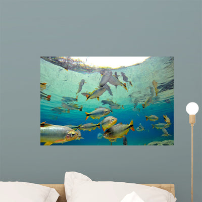 Characin Fish Brazil Wall Decal Design 4 shown on a wall