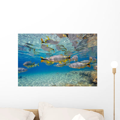 Characin Fish Brazil Wall Decal Design 3 shown on a wall