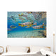Characin Fish Brazil Wall Decal Design 3