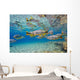 Characin Fish Brazil Wall Decal Design 3
