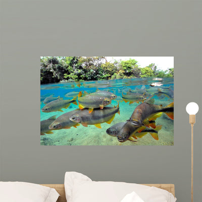 Characin Fish Brazil Wall Decal Design 2 shown on a wall