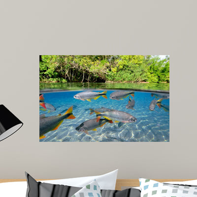 Characin Fish Brazil Wall Decal Design 1 shown on a wall