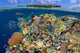 Digital Composite Tropical Coral Wall Decal
