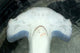 Head Detail Hammerhead Shark Wall Decal