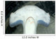 Head Detail Hammerhead Shark Wall Decal