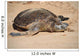 Green Sea Turtle Laniakea Wall Decal Design 2