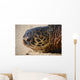 Green Sea Turtle Rests Wall Decal Design 3
