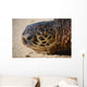 Green Sea Turtle Rests Wall Decal Design 3