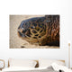Green Sea Turtle Rests Wall Decal Design 3