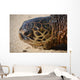 Green Sea Turtle Rests Wall Decal Design 3