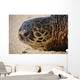 Green Sea Turtle Rests Wall Decal Design 3