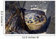 Green Sea Turtle Rests Wall Decal Design 2