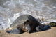 Green Sea Turtle Rests Wall Decal Design 1