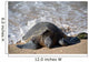 Green Sea Turtle Rests Wall Decal Design 1