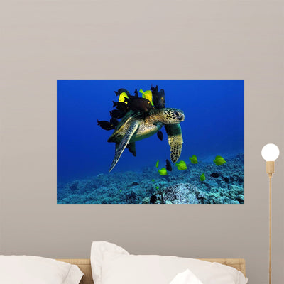 Green Sea Turtle Getting Wall Decal shown on a wall