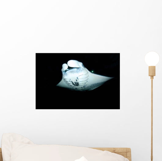 Manta Ray Feeding Night Wall Decal