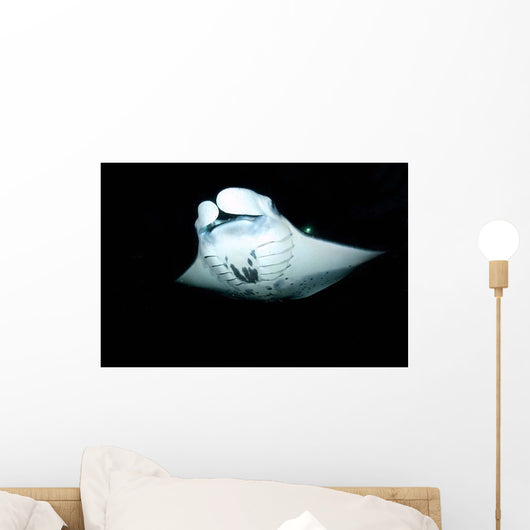 Manta Ray Feeding Night Wall Decal