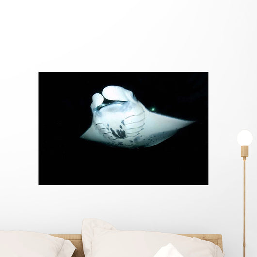 Manta Ray Feeding Night Wall Decal
