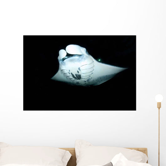 Manta Ray Feeding Night Wall Decal