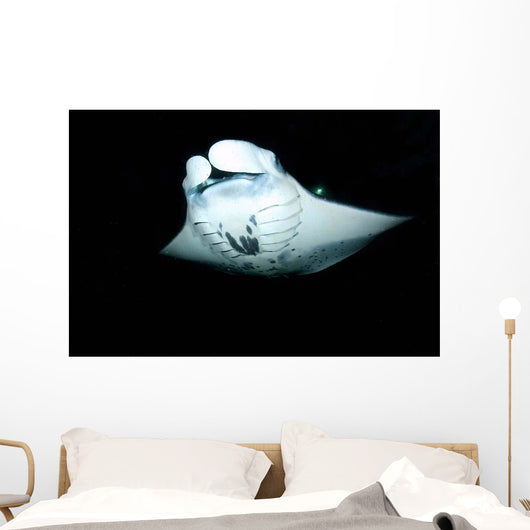 Manta Ray Feeding Night Wall Decal