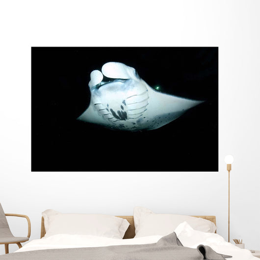 Manta Ray Feeding Night Wall Decal