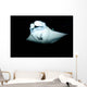 Manta Ray Feeding Night Wall Decal
