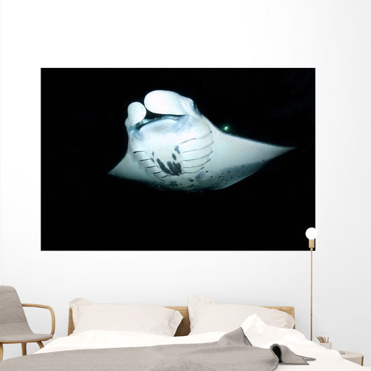 Manta Ray Feeding Night Wall Decal
