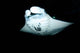 Manta Ray Feeding Night Wall Decal