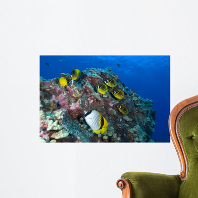 Raccoon Butterflyfish and Lined Wall Decal shown on a wall