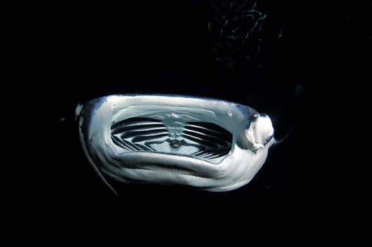 Manta Ray Night Wall Decal