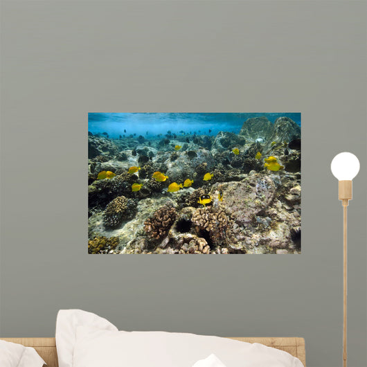 Fish Swimming over Coral Wall Decal
