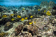 Fish Swimming over Coral Wall Decal