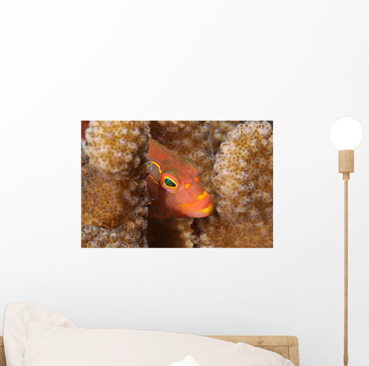 Close-up Arc-eye Hawkfish Oahu Wall Decal