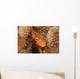 Close-up Arc-eye Hawkfish Oahu Wall Decal