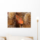 Close-up Arc-eye Hawkfish Oahu Wall Decal