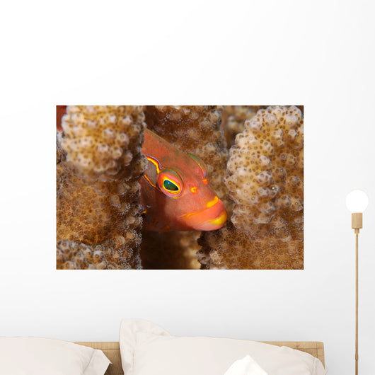 Close-up Arc-eye Hawkfish Oahu Wall Decal