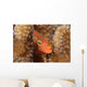 Close-up Arc-eye Hawkfish Oahu Wall Decal