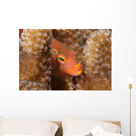Close-up Arc-eye Hawkfish Oahu Wall Decal