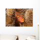 Close-up Arc-eye Hawkfish Oahu Wall Decal